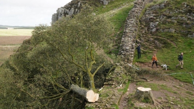 Sycamore Gap Tree (RIP)